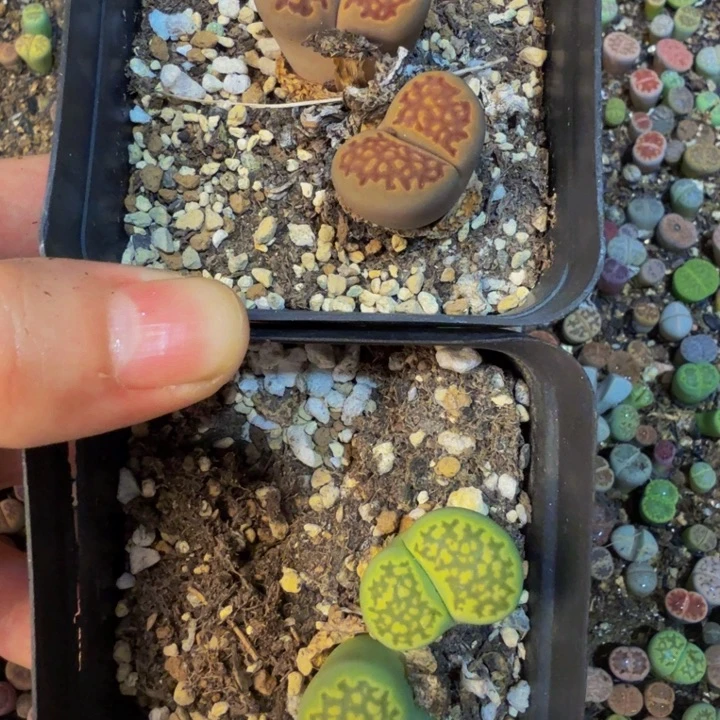 变****g多肉植物的生长发育82