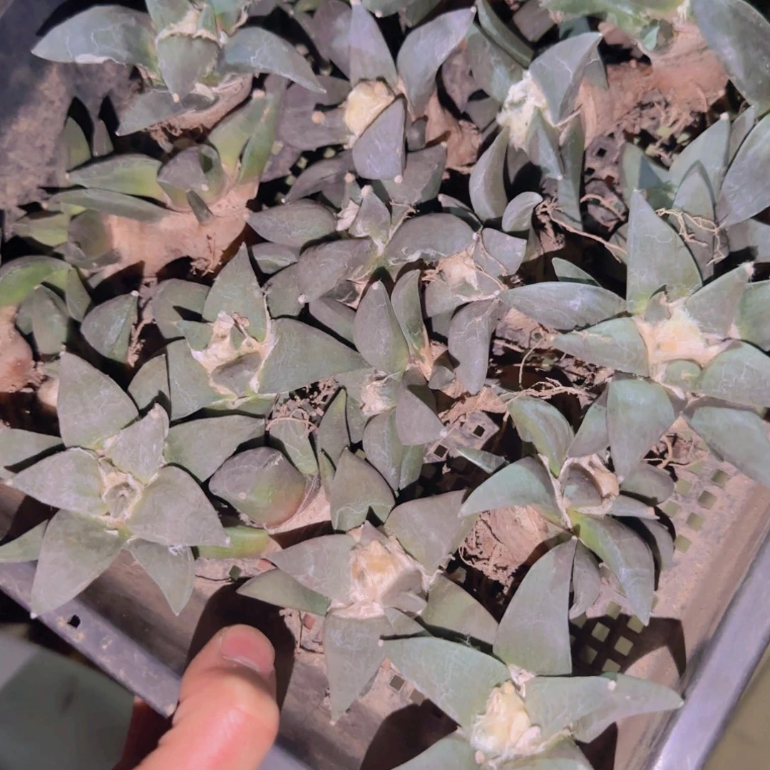 块根植物块根植物