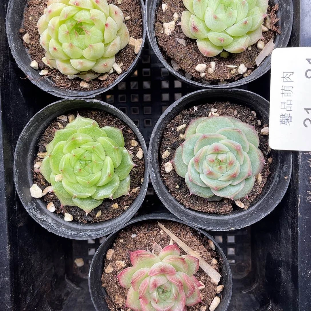 多肉一物一拍31-81