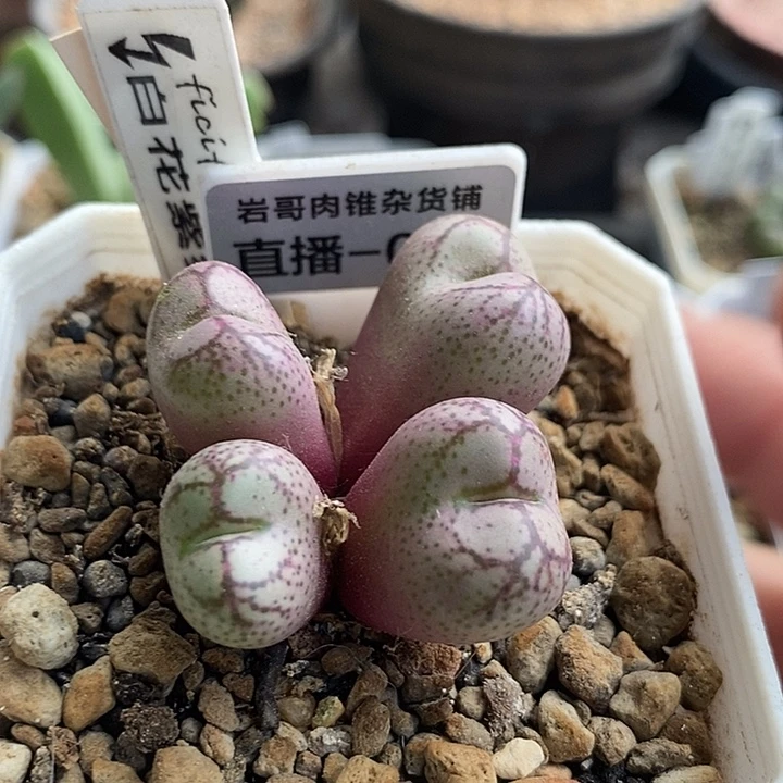 岛田种源白花紫猴4头群