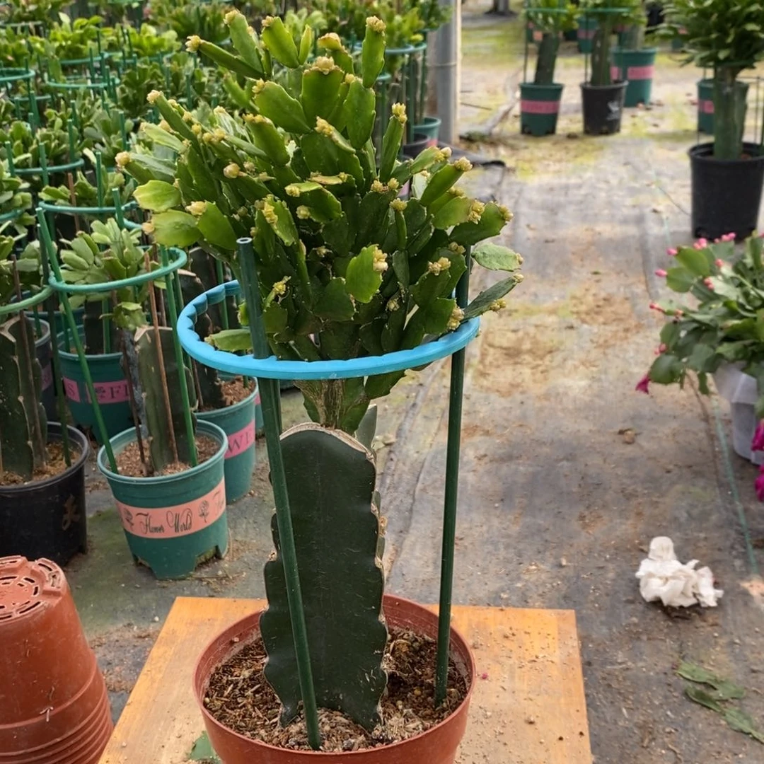 朱***儿无花朵801嫁接028