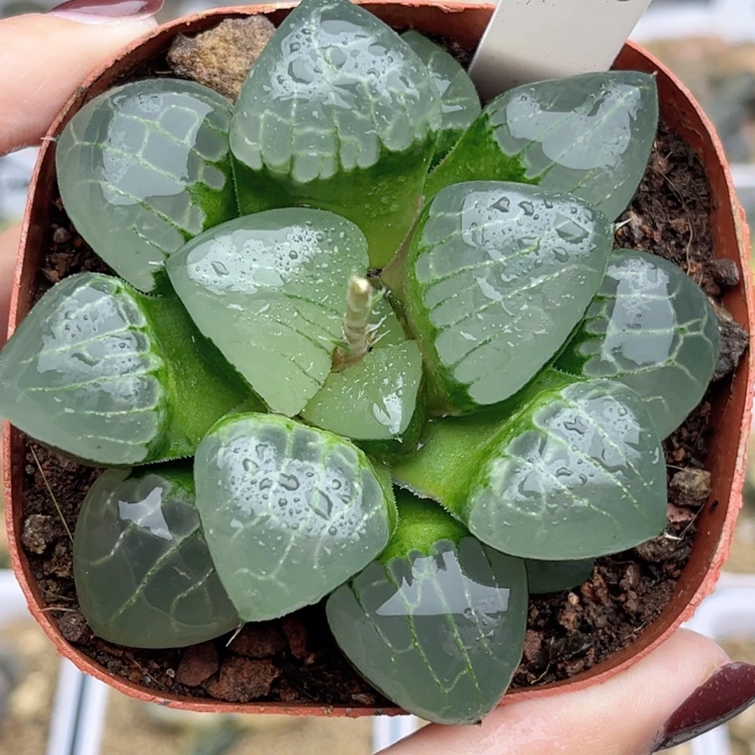 39水晶葡萄克福利专场