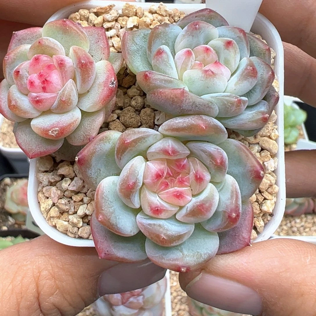 270号樱桃甜心146甜心