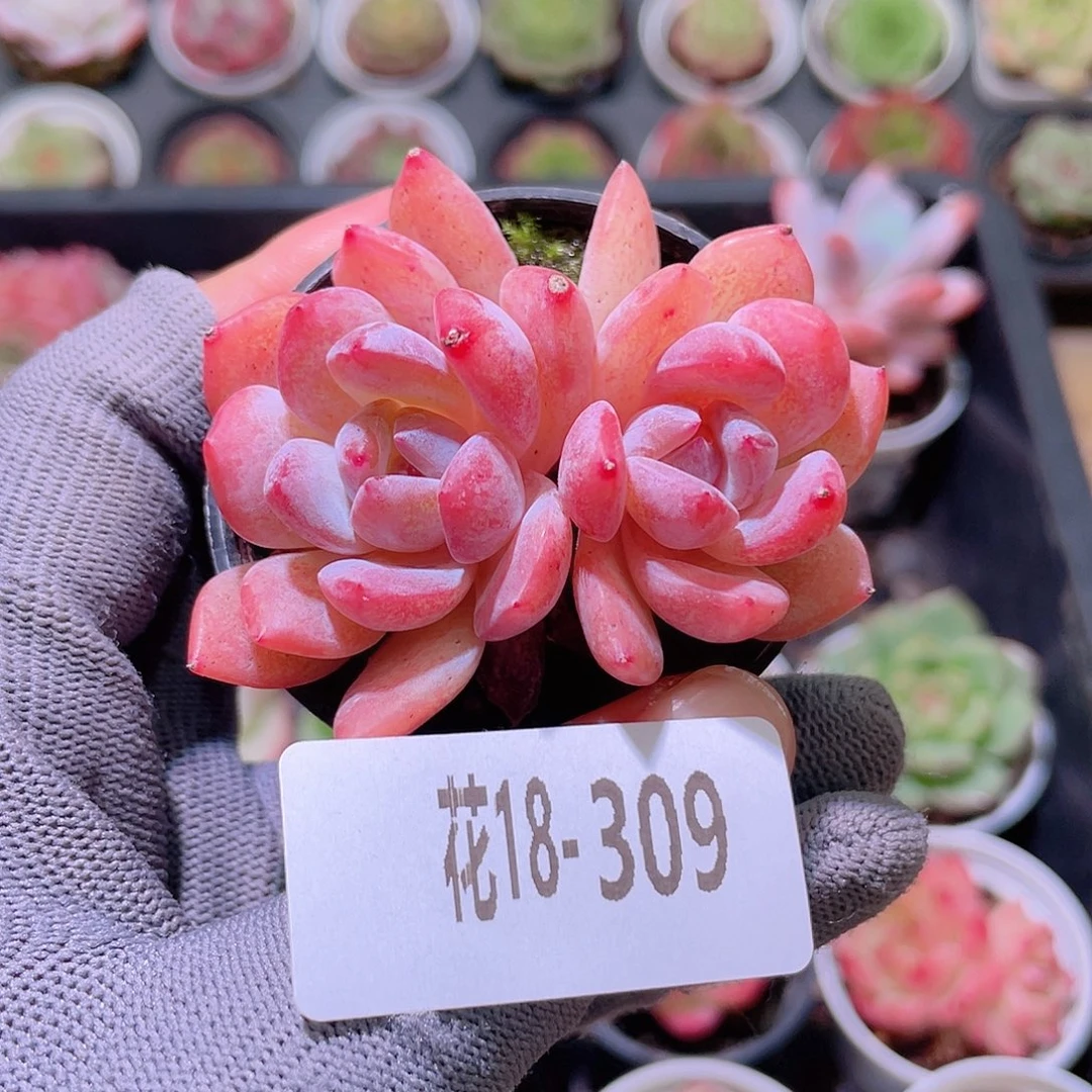 花利美18-309橙梦露