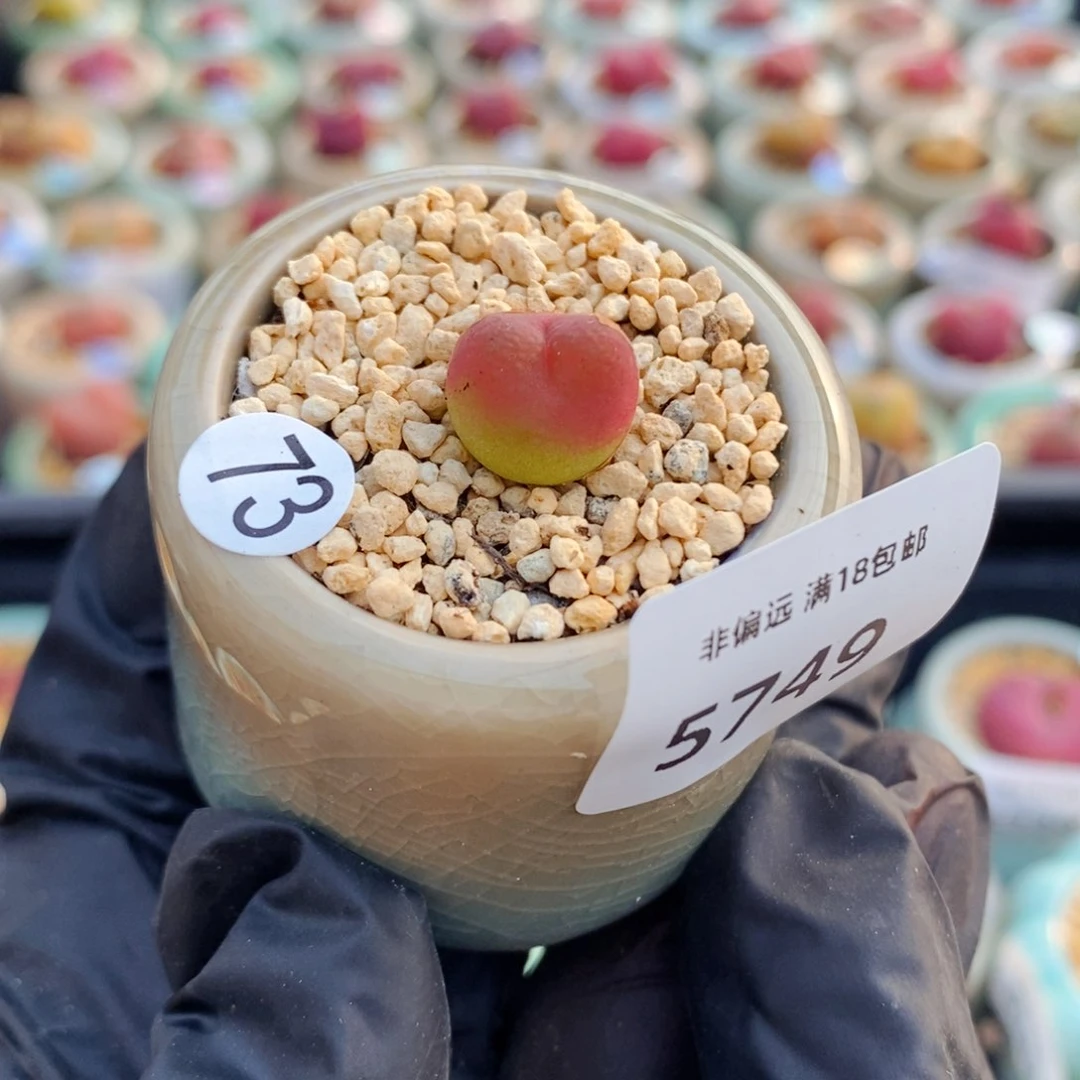 等****5749--一物一拍 带盆 吕