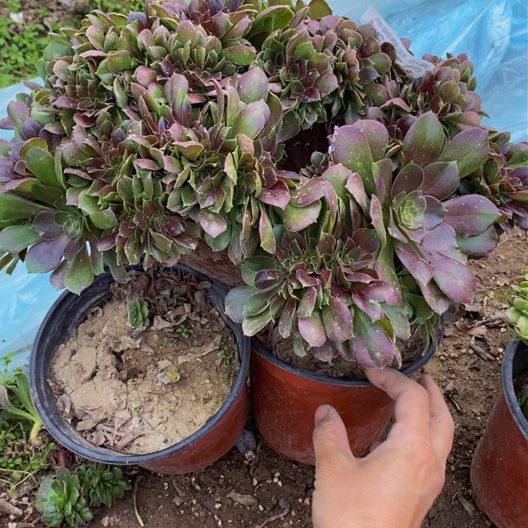 1834 号一物一拍多肉植物
