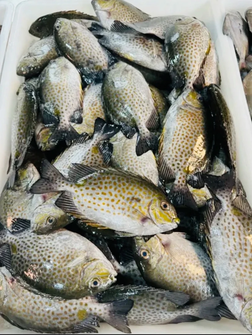 广东湛江花泥猛鱼5斤肉质超级鲜嫩大小不