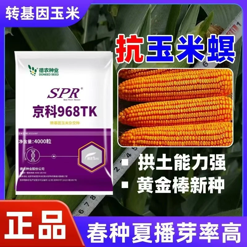 2026年国审高产矮杆大棒玉米种子批发抗病抗倒抗虫转基因玉米种子