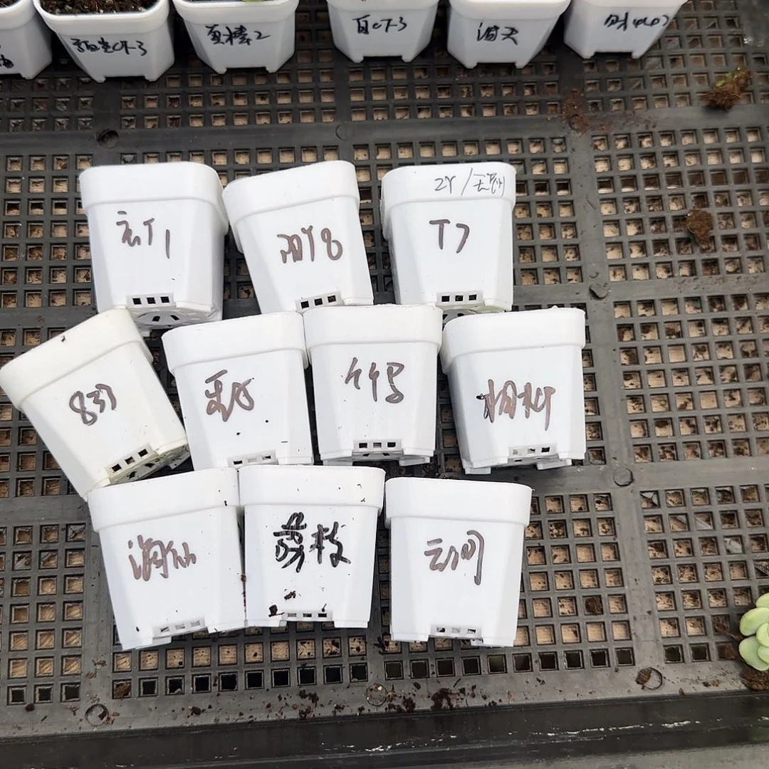 甜心10件套满25包邮