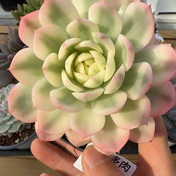 粉水晶锦111130-207