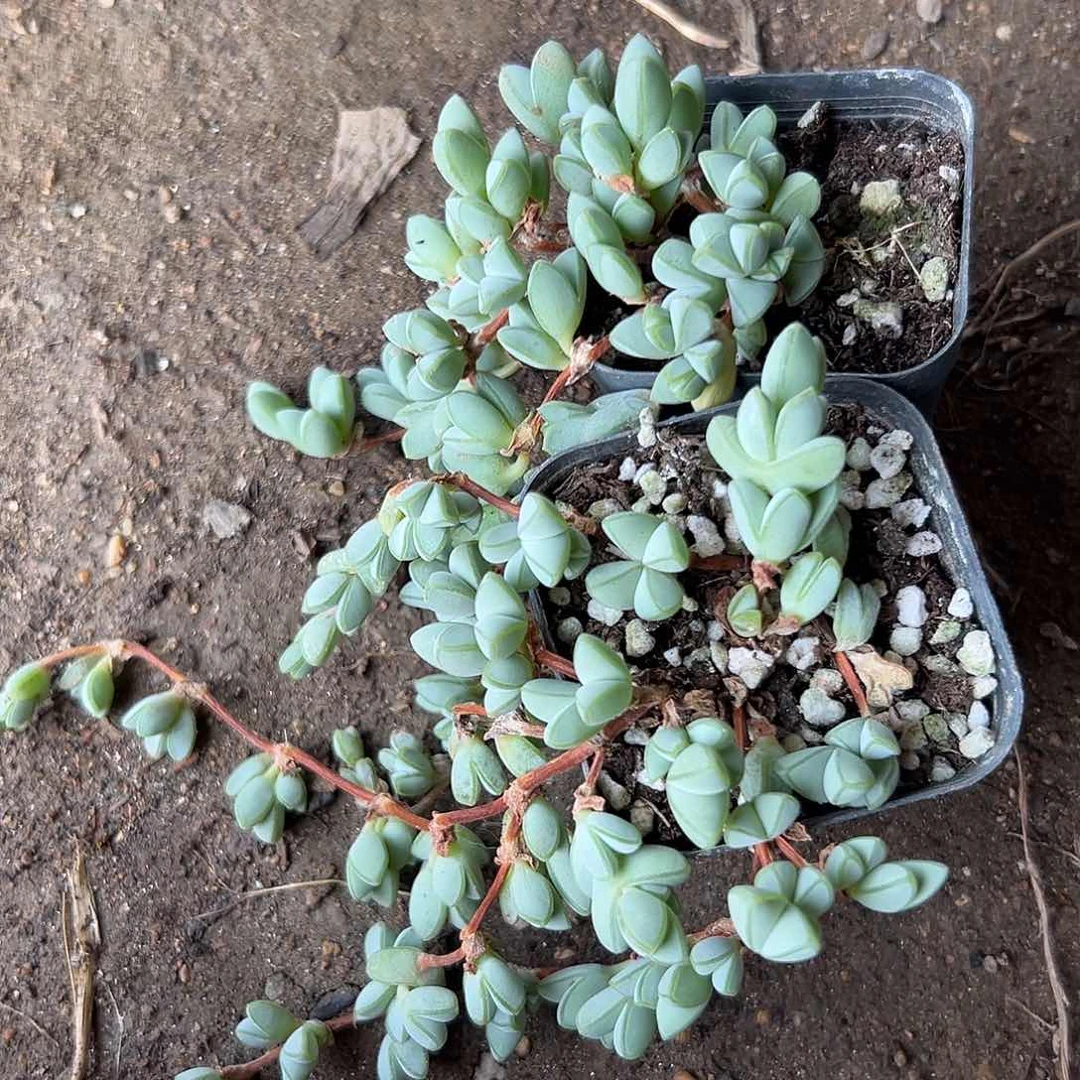 多肉植物两颗碧玉莲