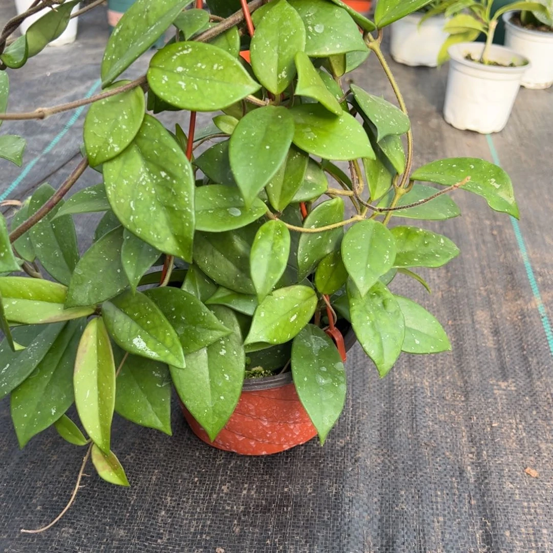 米***米无花朵绿叶红球兰