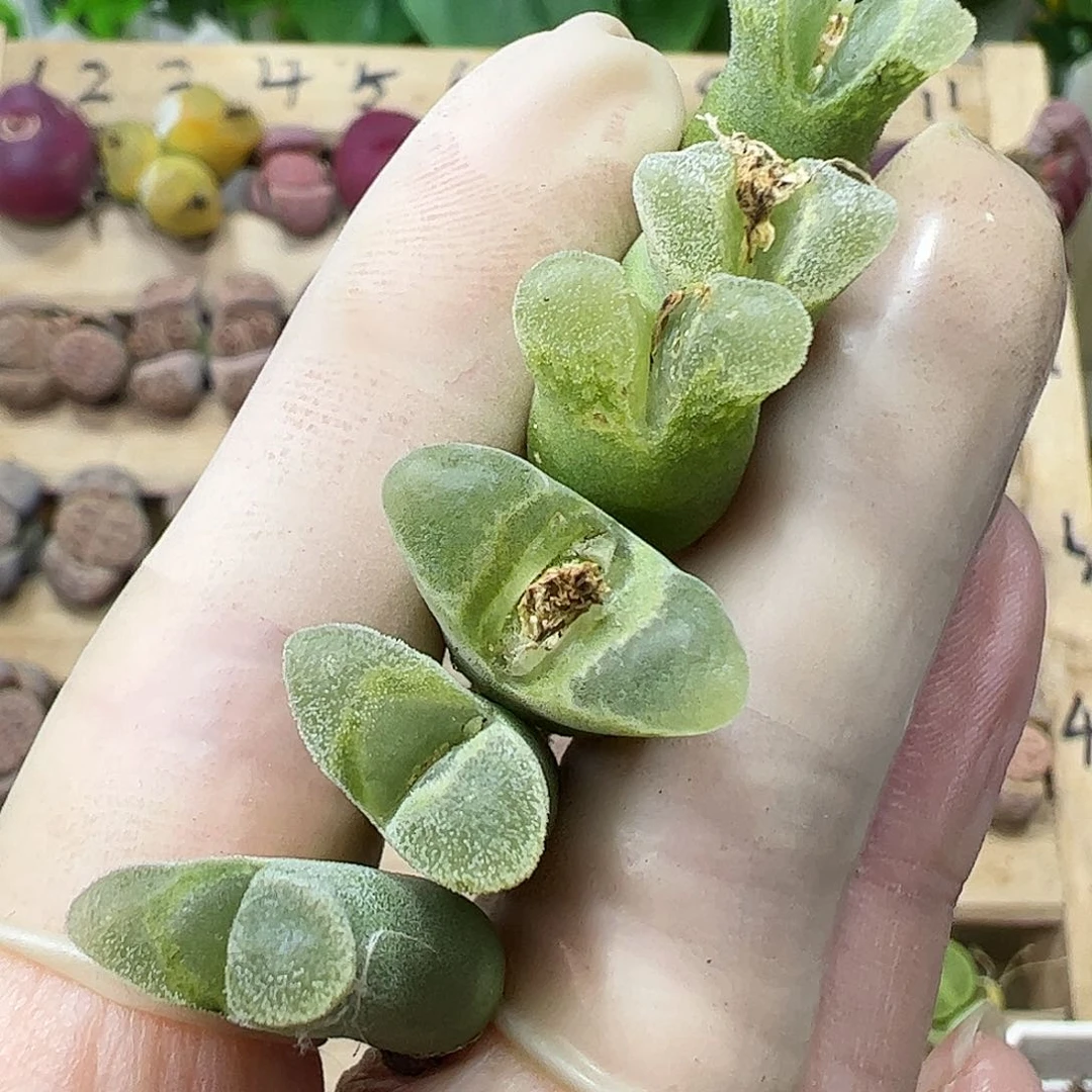 一手冰风铃母本……………………