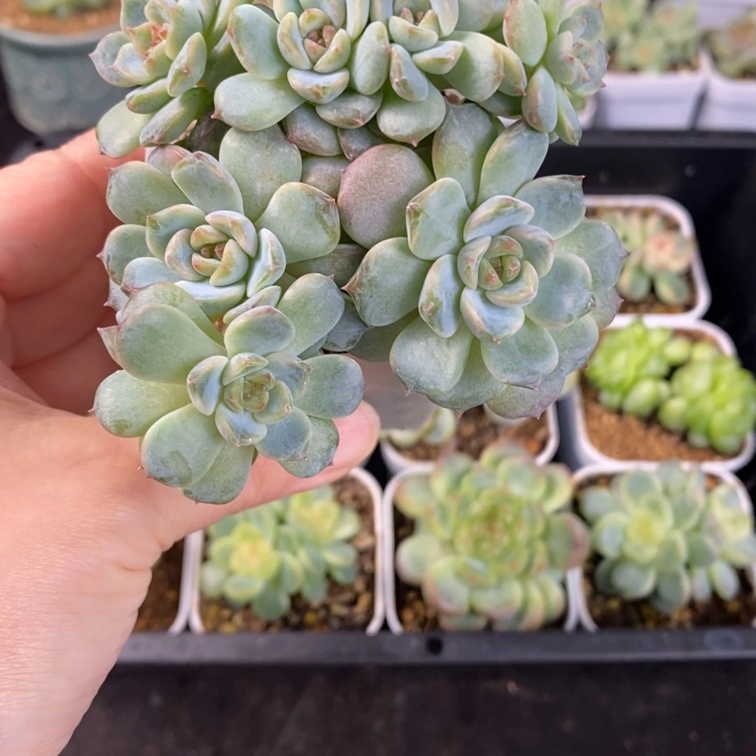 七头石榴汁珍妮小树60号