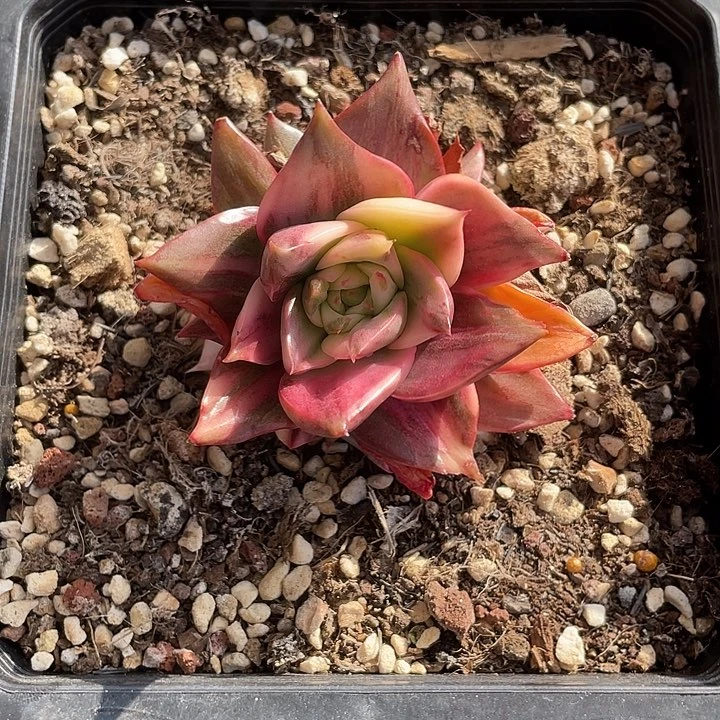 藏宝图拉丝锦一物一拍