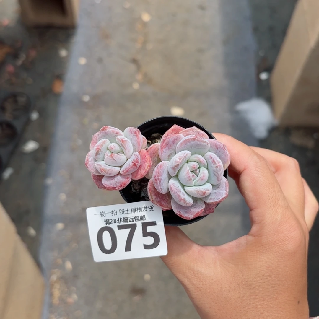 石榴籽多肉多肉多肉