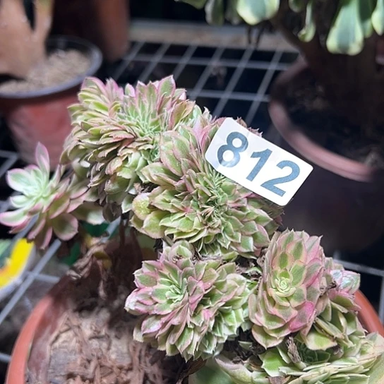 …***多肉植物一个倾城812