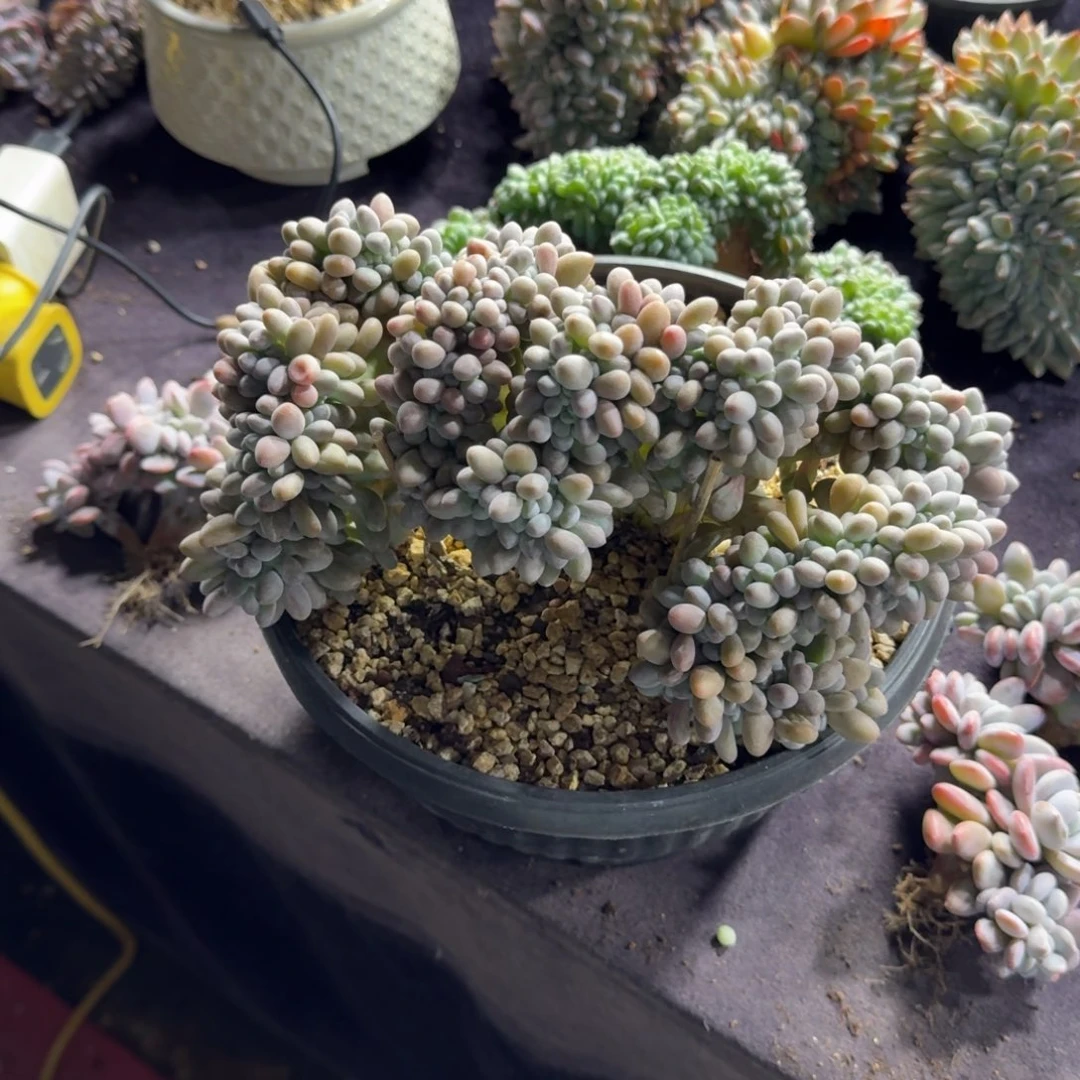 汤圆缀化一物一拍