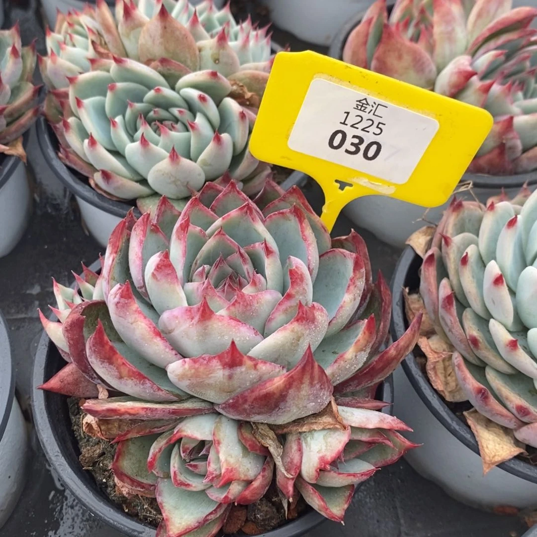 福利多多。1225030