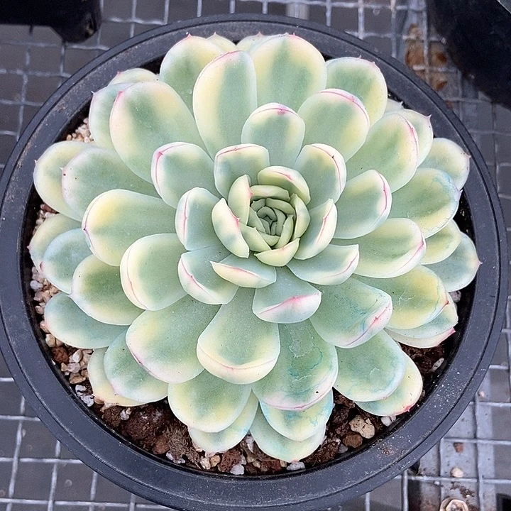 草莓冰锦大单头的