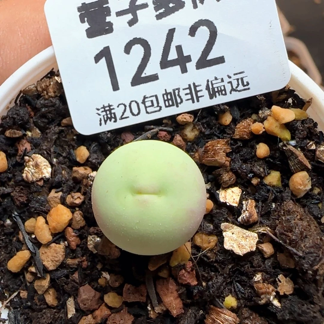 鸽子蛋带盆土。