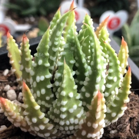 恐龙泪珠带盆发货哈哈哈