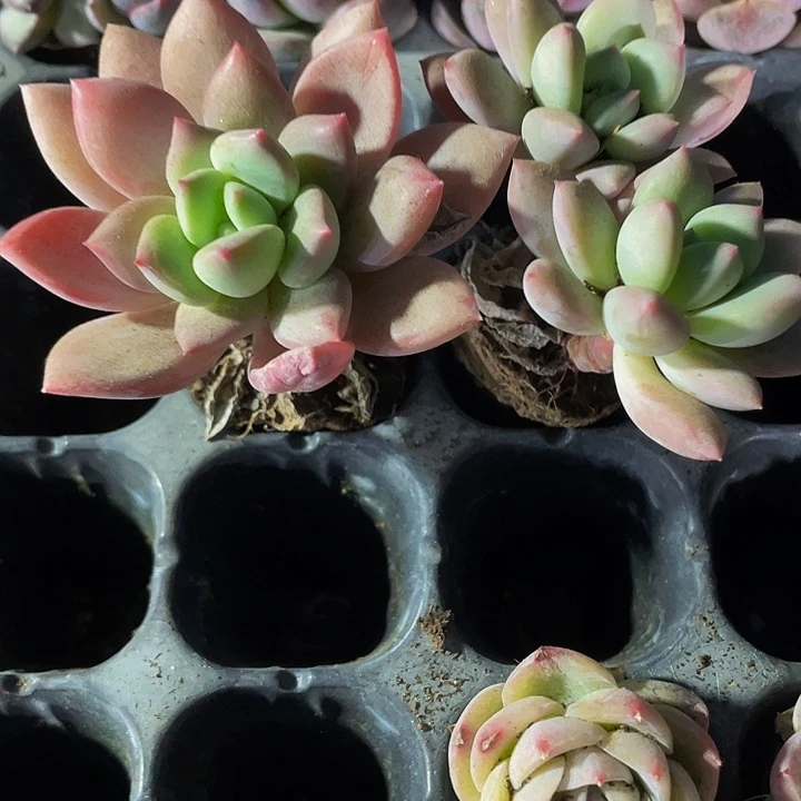 新香水1.5带土发