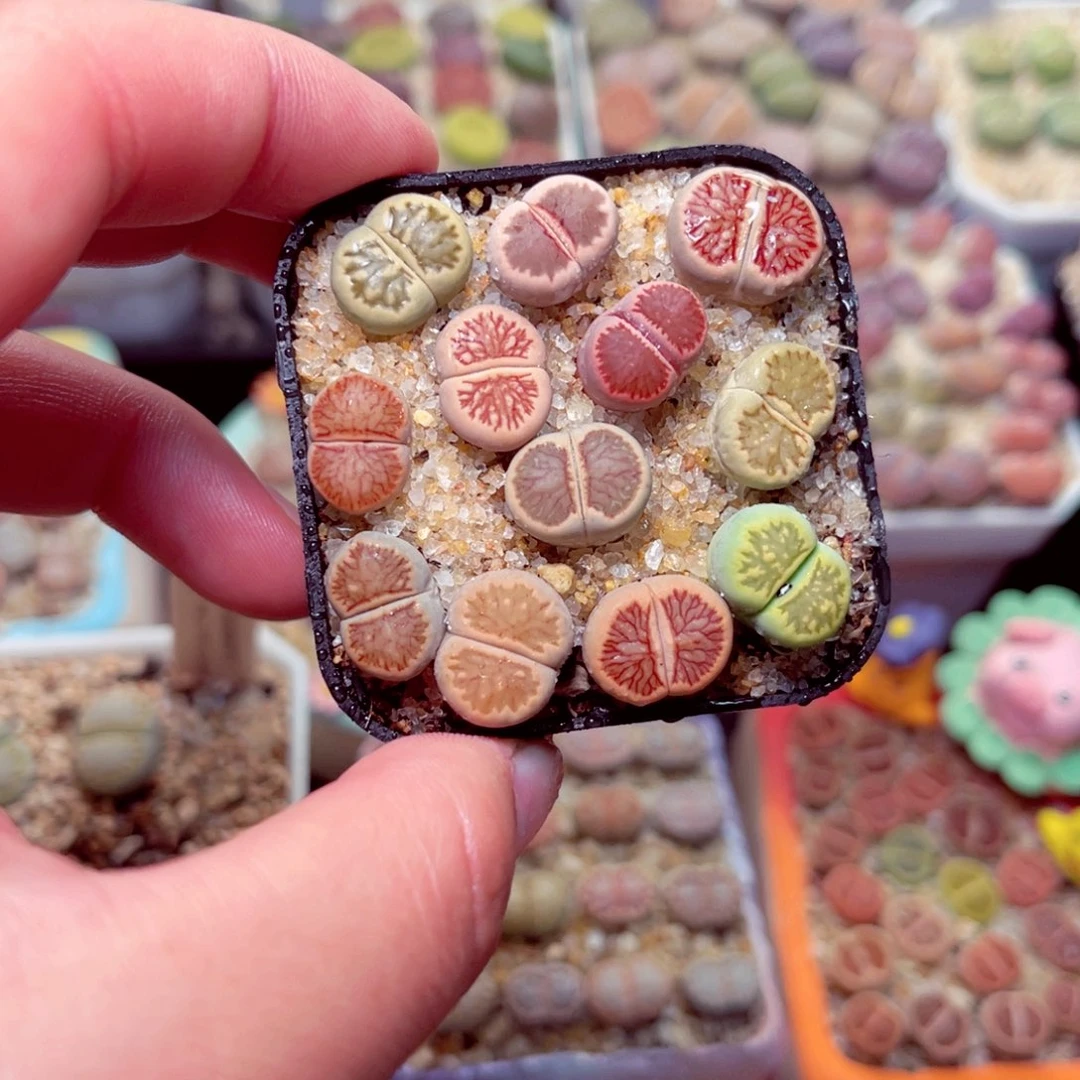 573号带盆包邮发货