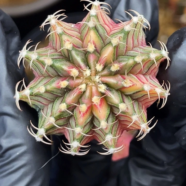 彩虹肋骨 一物一拍。