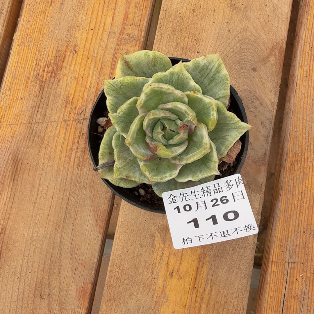 8***01026-110翠湖锦单头