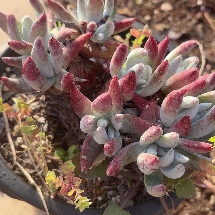 仙女杯多肉植物提取