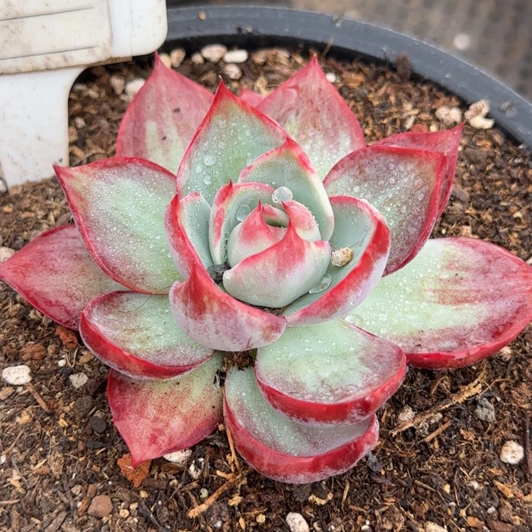 惊鸿一物一拍包装收缩花旱818