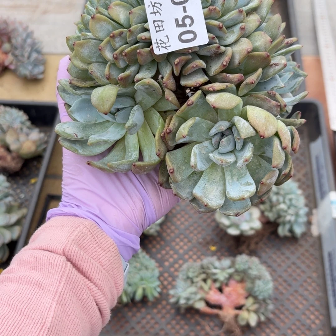 包***肉05.007石榴籽缀化