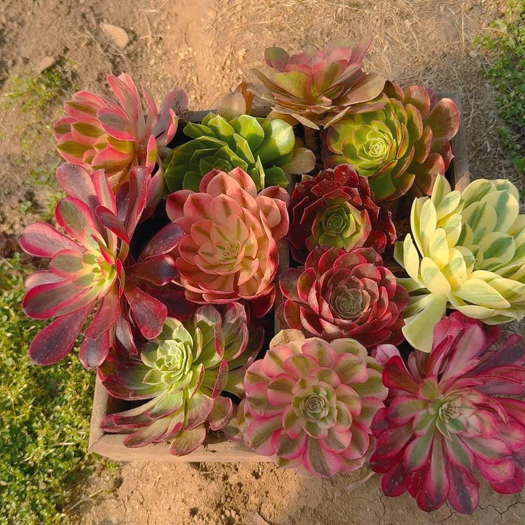 20元小苗套餐12个