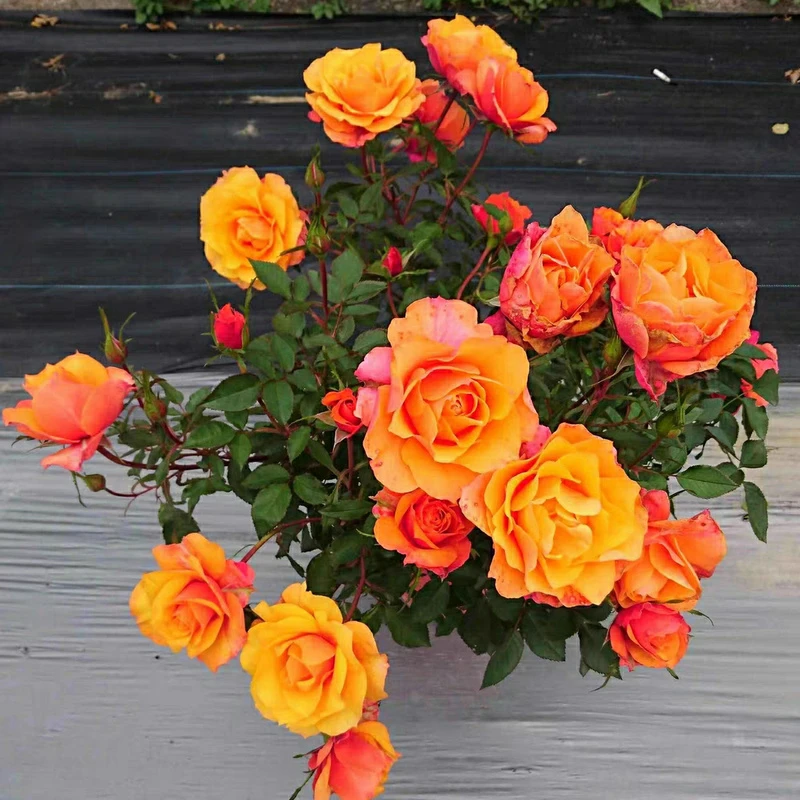 永远的艾帕索月季扦插灌木阳台大花微型月季花苗四季浓香玫瑰花