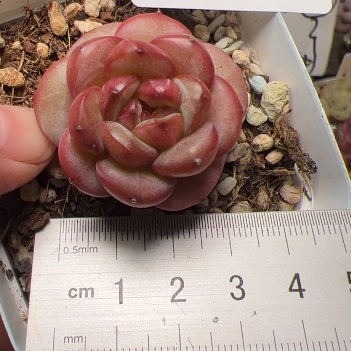 185 多肉植物组合盆栽