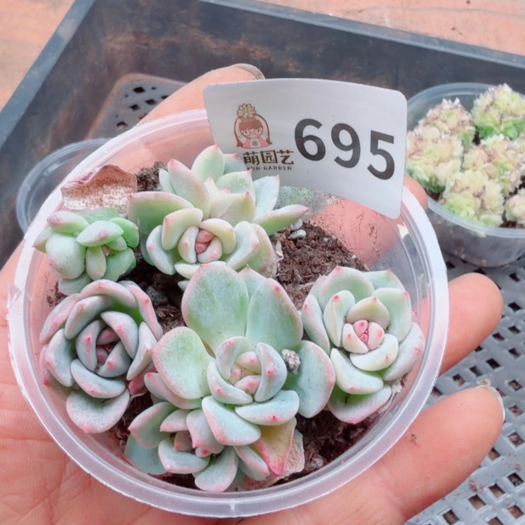 多肉植物多肉植物