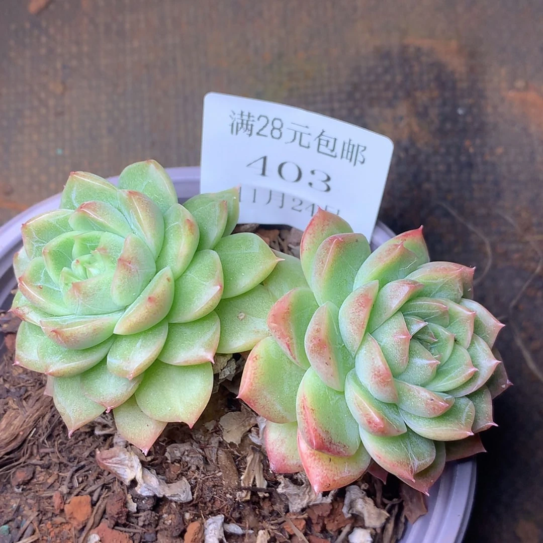 【闪购商品】云403号线