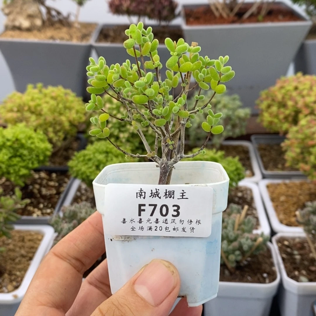 703实生糖球枝干番杏