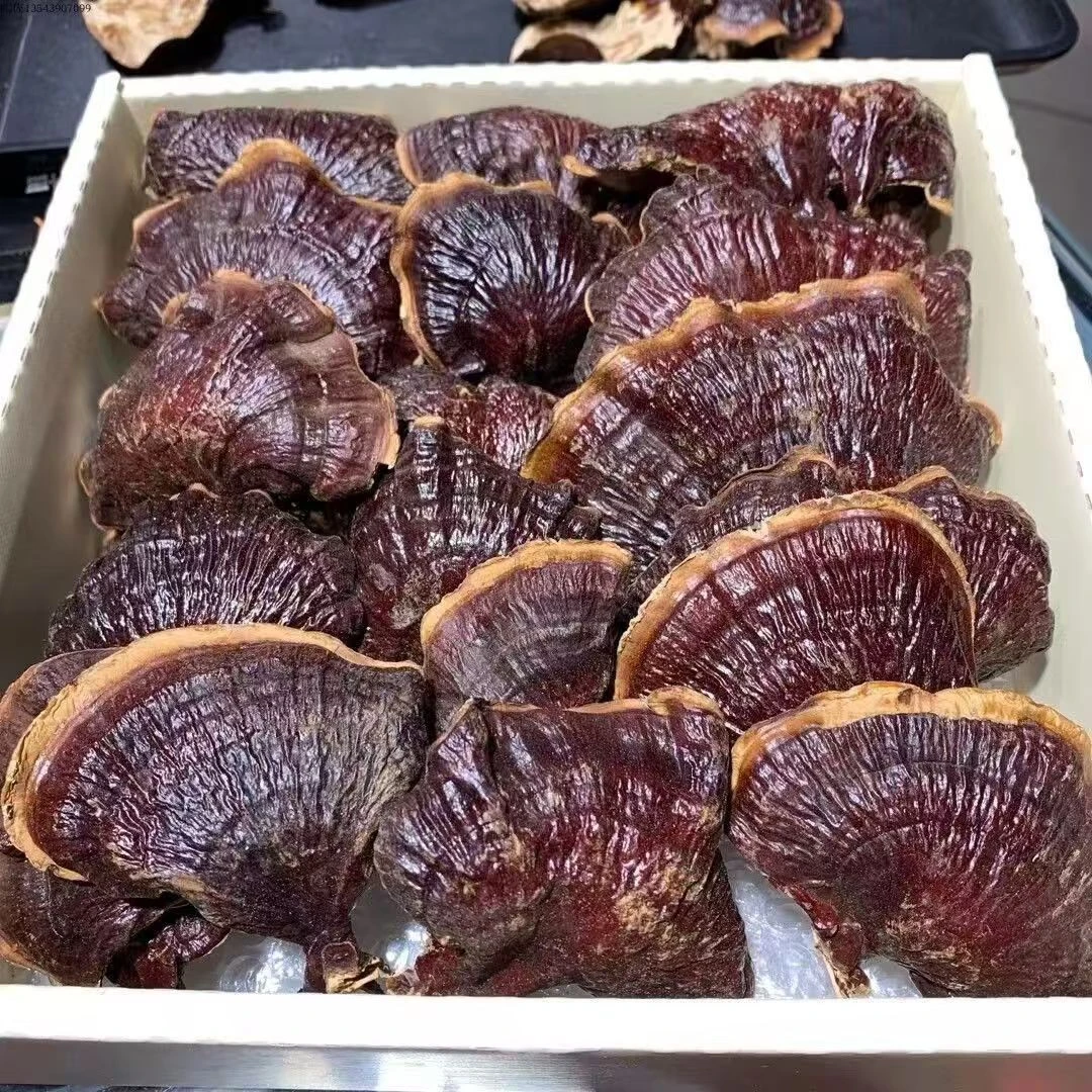 【金边赤灵芝】藏区山货野外生长自然晒干整只煲汤泡茶泡酒可配枣