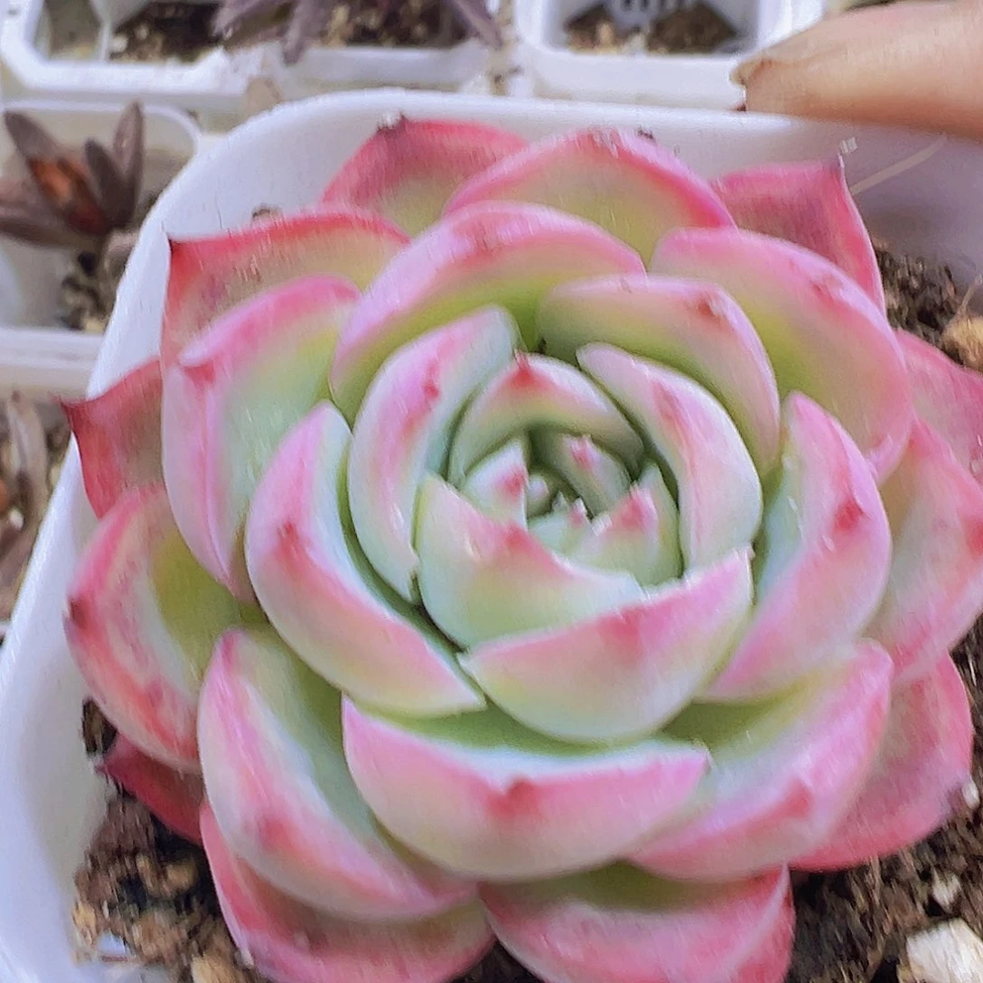 单头侧影19包邮多肉