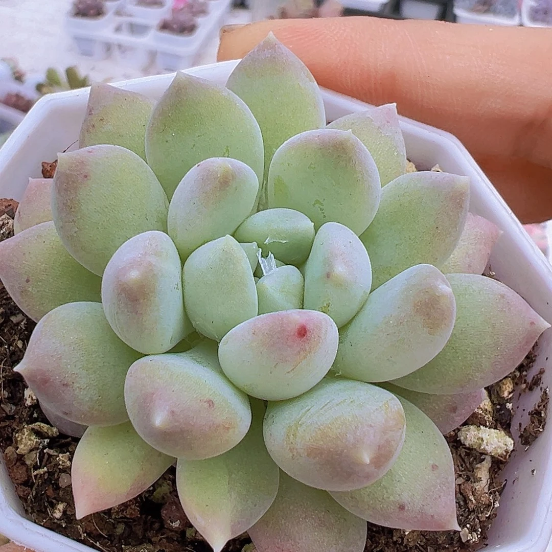 奶糖19包邮多肉植物