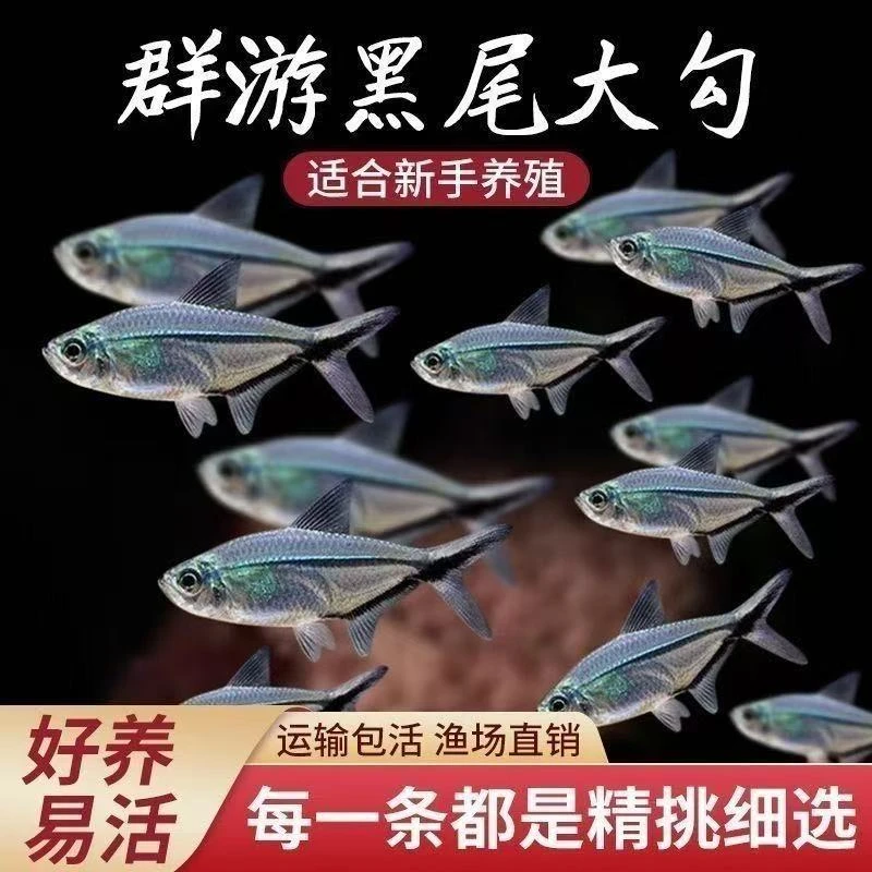 黑尾大勾群游鱼观赏鱼热带观赏鱼好养