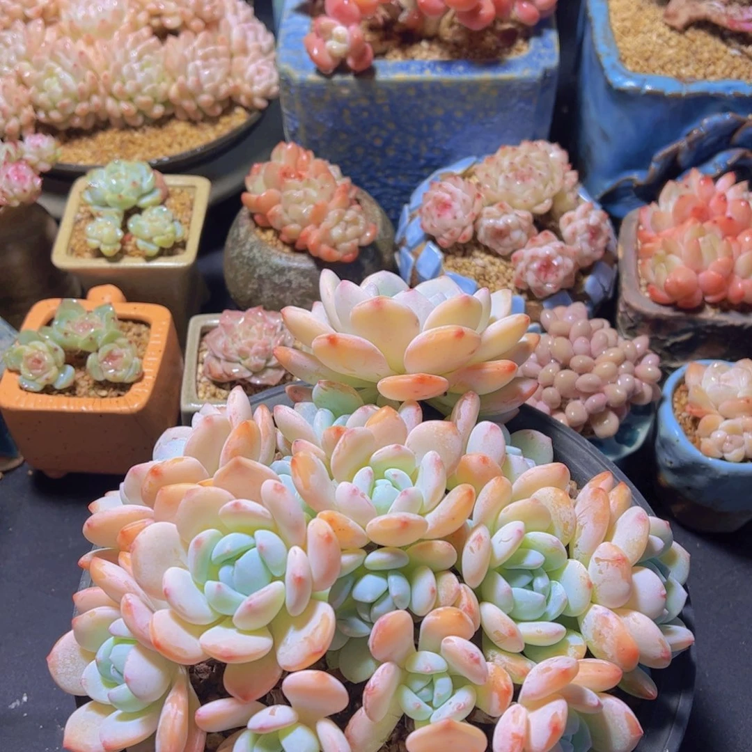 玉*冷香，多肉植物，