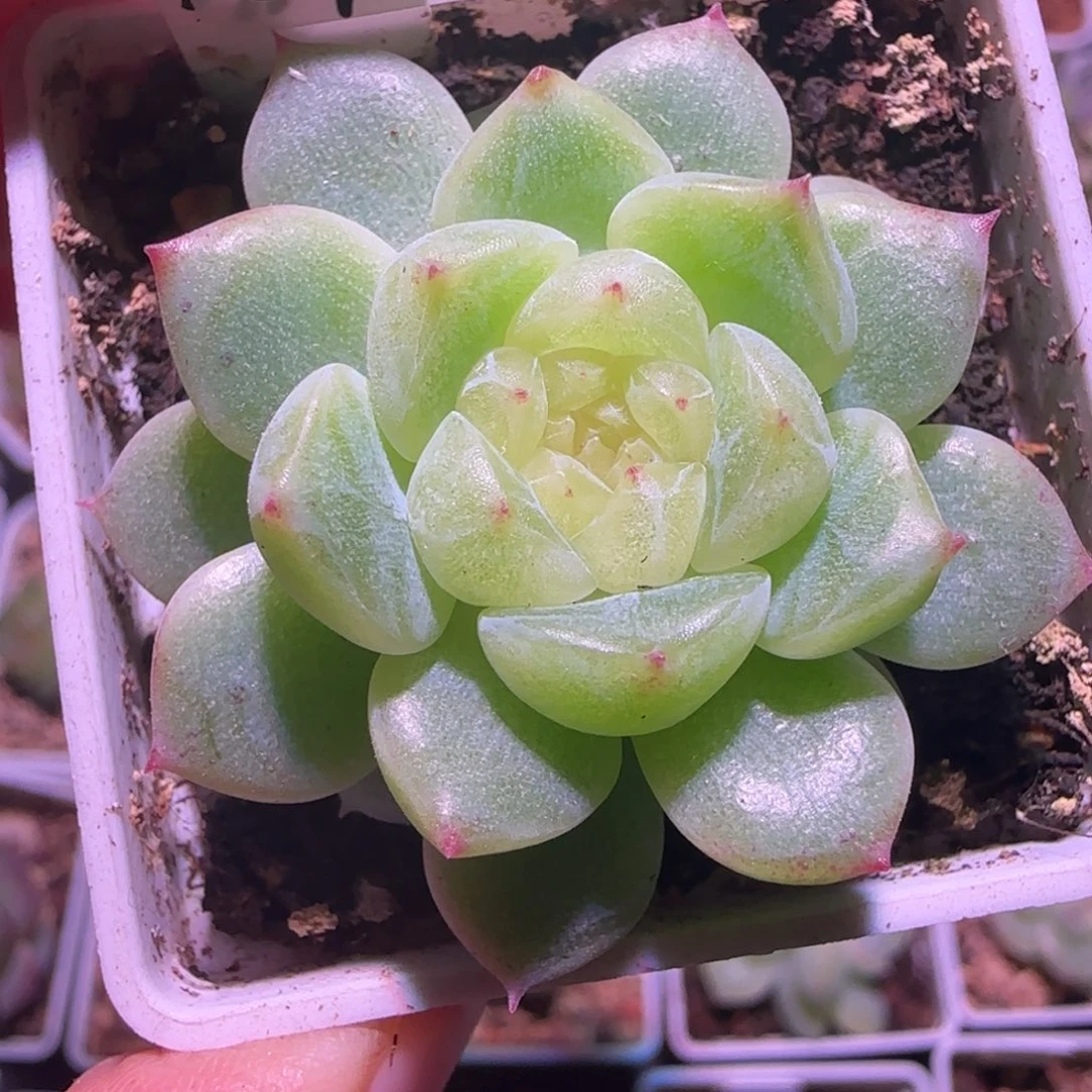 27-12福利泼天单头