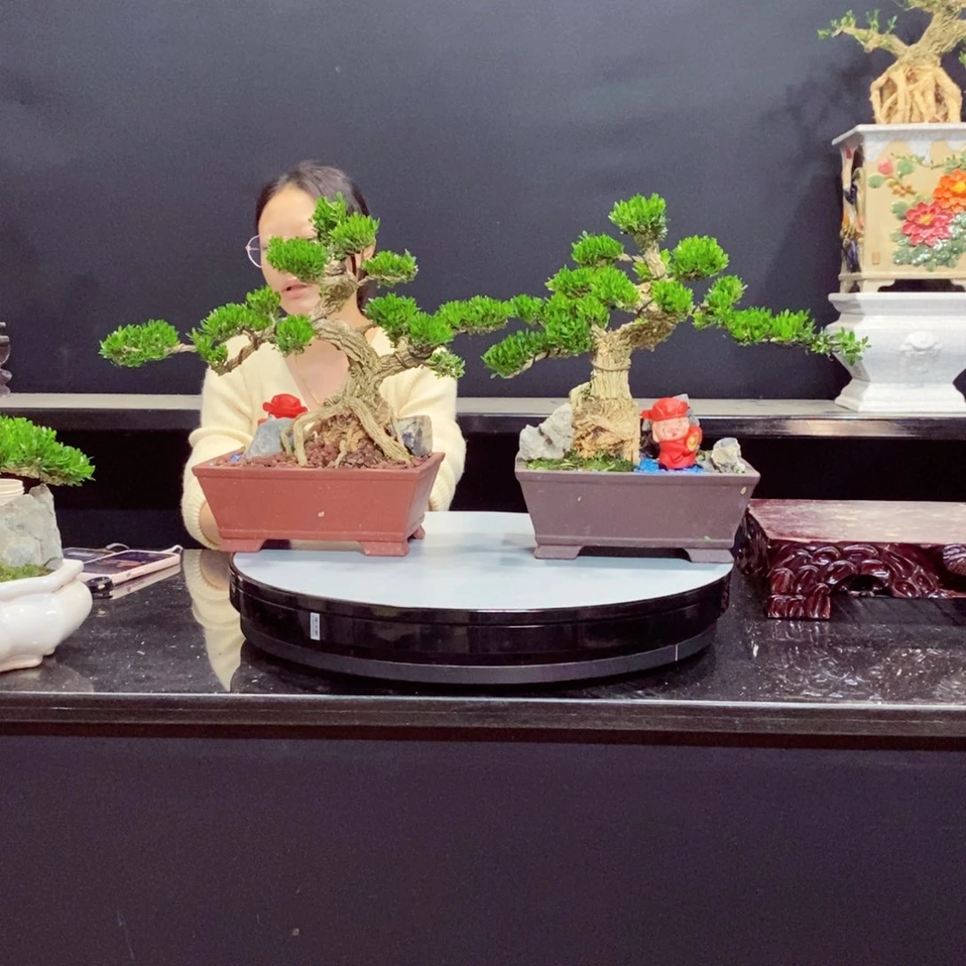 无花朵黄杨盆景雀舌软枝