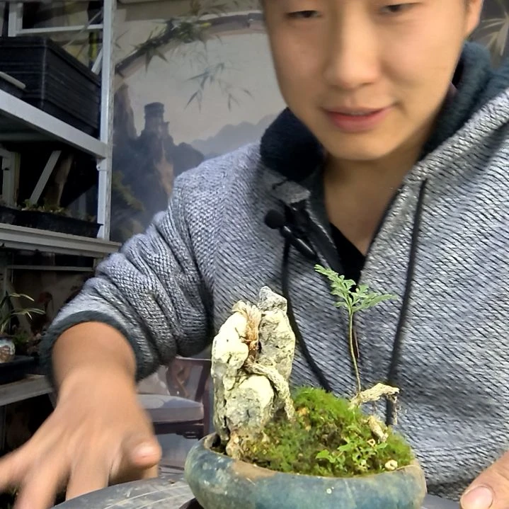 阿***莲中青园艺一物一拍花19