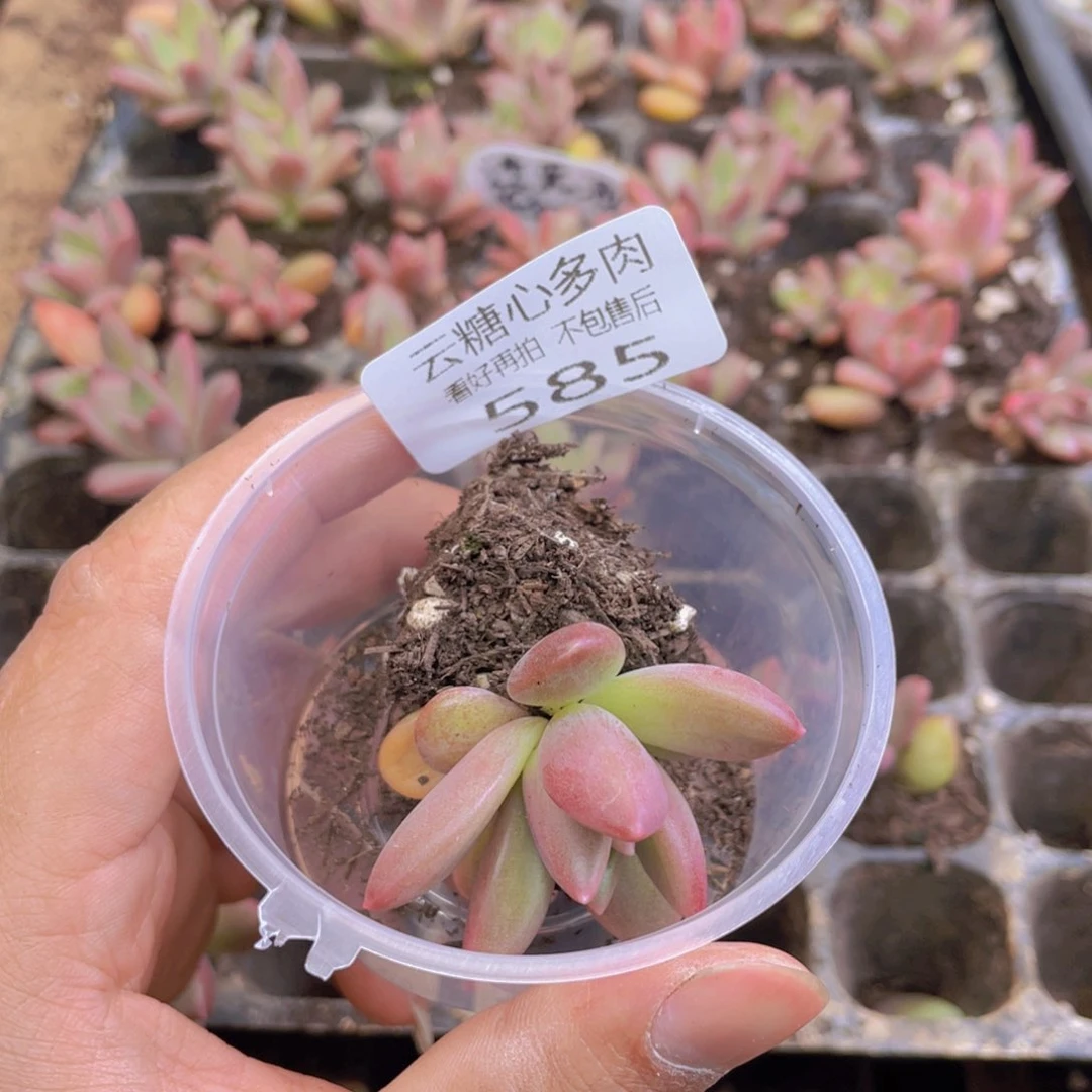 粉**韵云糖心多肉植物585