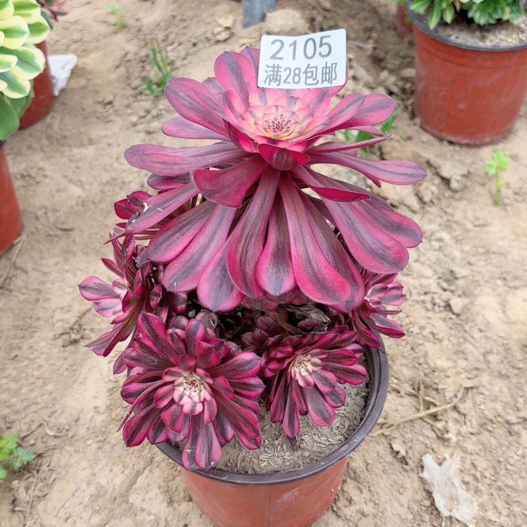 2105月蝉多肉11111