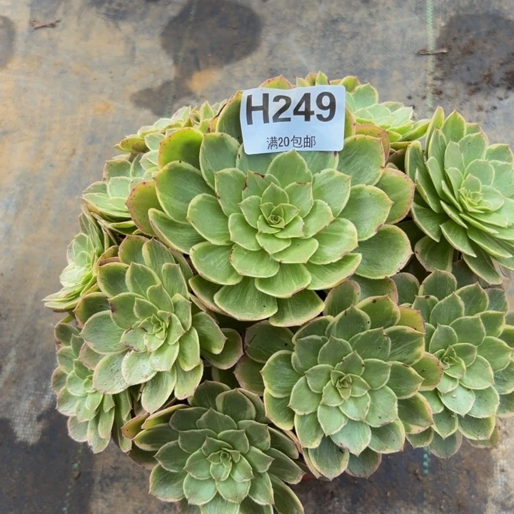 瑞妈多肉植物，249莲花座